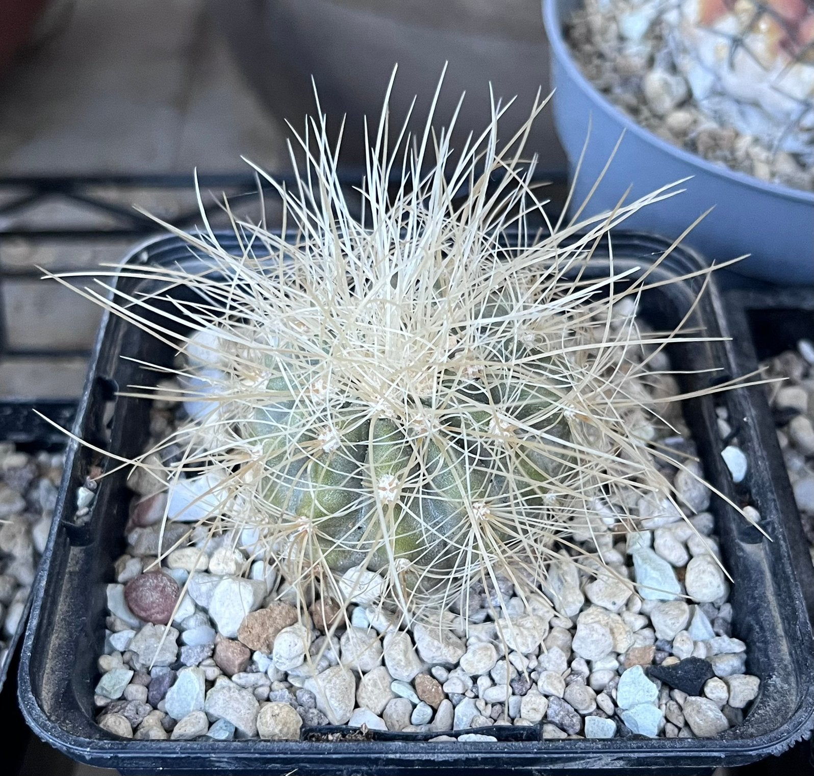 Copiapoa krainziana, Enlèvement ou Envoi