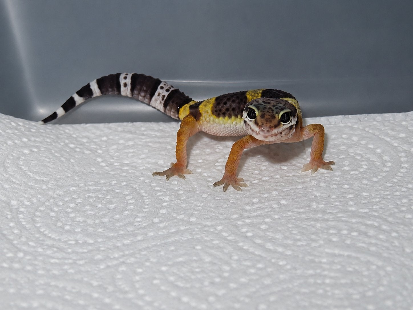 Gecko léopard géant albinos Black Night x, Lézard, Domestique, 0 à 2 ans