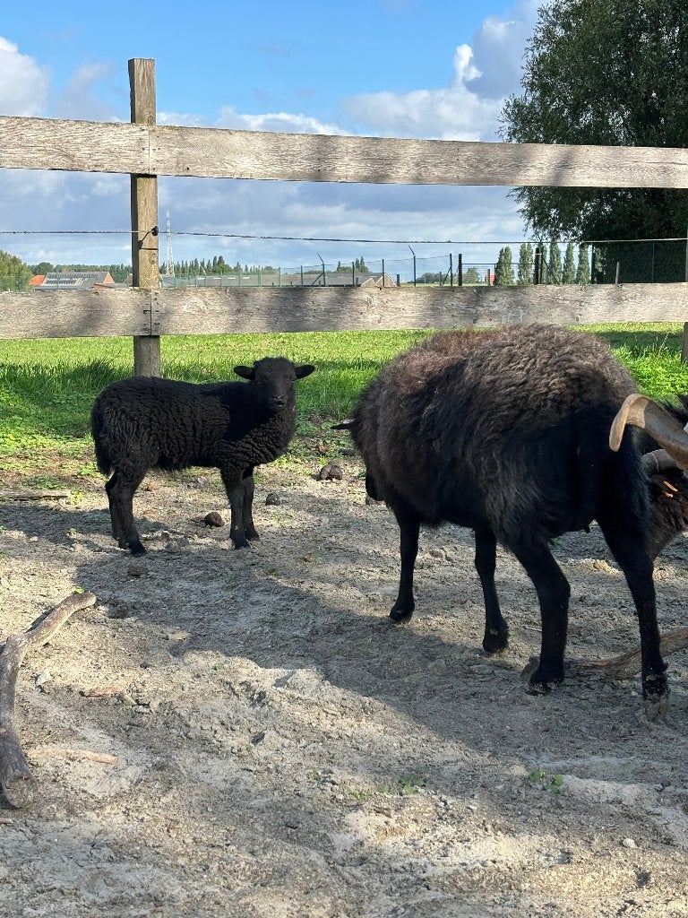 Ouessant schaap, Dieren en Toebehoren, Mannelijk, Schaap, 0 tot 2 jaar
