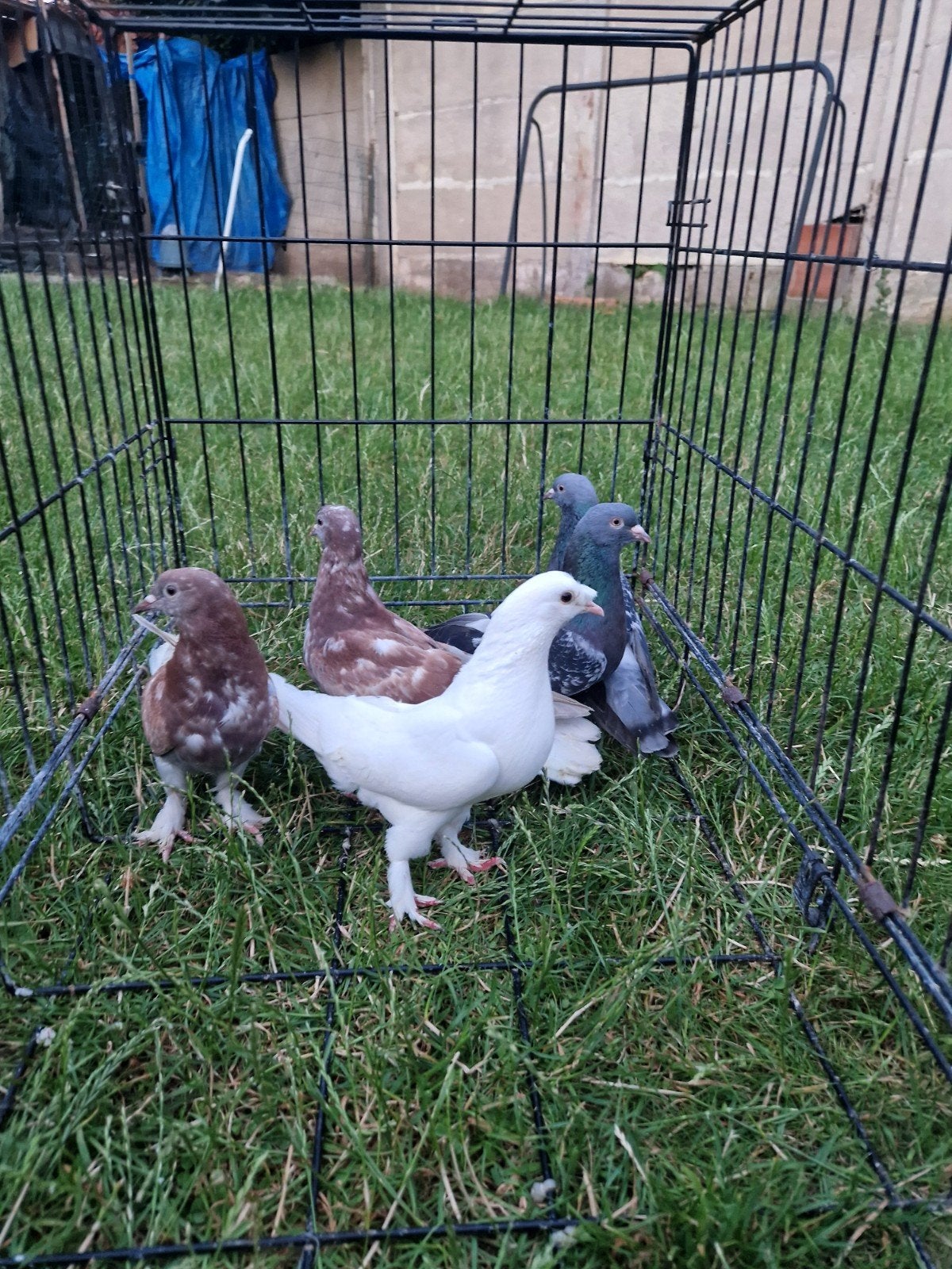 5 takla duiven te koop, Dieren en Toebehoren, Vogels | Duiven