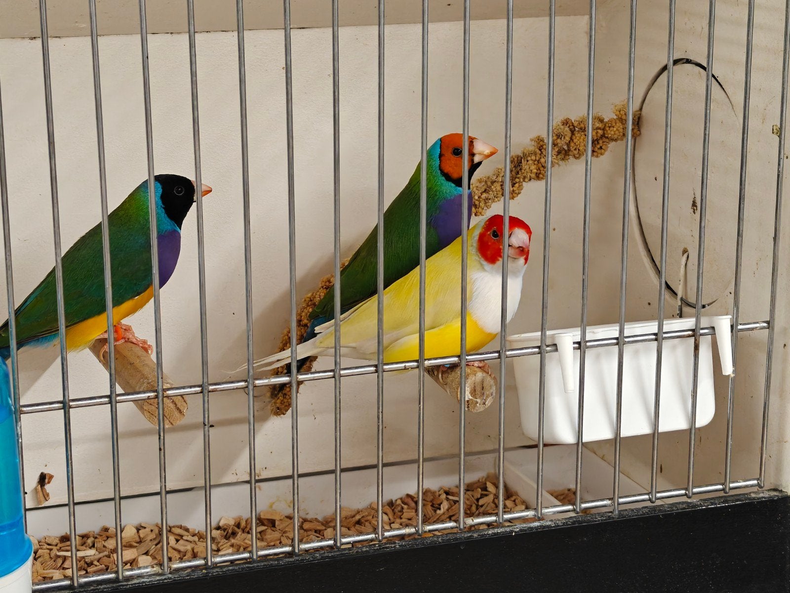 Gouldamadine goulds mannen, Dieren en Toebehoren, Vogels | Overige Vogels, Mannelijk, Tropenvogel