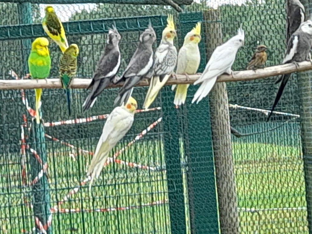 Te koop jonge valkparkieten, Dieren en Toebehoren, Vogels | Parkieten en Papegaaien