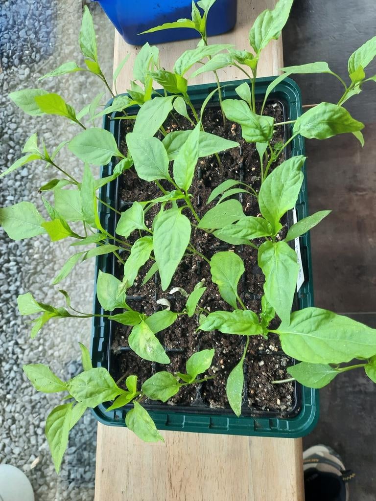 Tomaat, courgette, pompoen en puntpaprika planten, Tuin en Terras, Ophalen