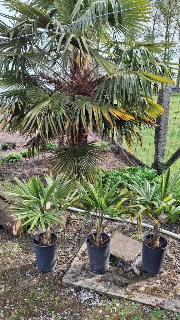 Trachycarpus fortunei (Chinese palm, henneppalm), Volle zon, Vaste plant, Lente, Ophalen