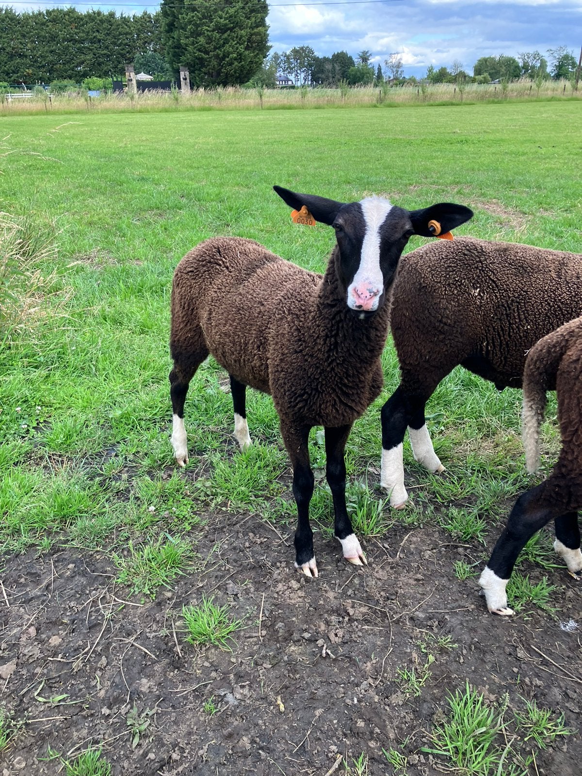 Zwartbles ram, Dieren en Toebehoren, Mannelijk, Schaap, 0 tot 2 jaar