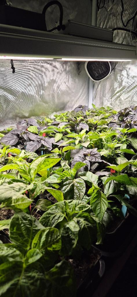 Peper planten, Jardin & Terrasse, Plantes | Jardin, Enlèvement, Annuelle, Plein soleil