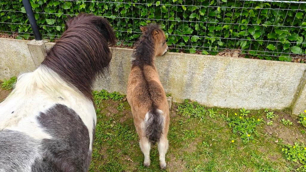Mini Shetland veulen