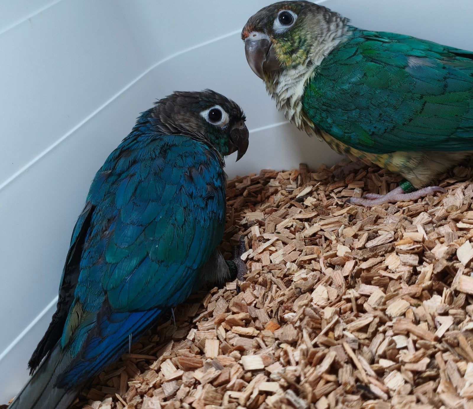 Pyrrhura Molinae koppel turquoise violet, Dieren en Toebehoren, Meerdere dieren, Parkiet, Geringd