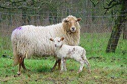 Schapen te koop, Meerdere dieren, Schaap