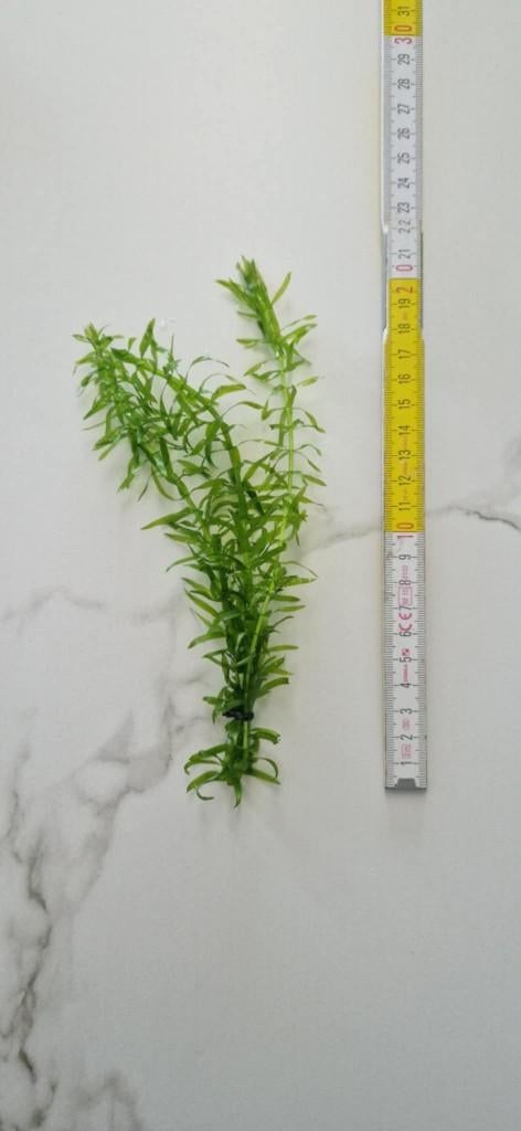 Elodea densa (waterpest), Dieren en Toebehoren, Ophalen of Verzenden, Nieuw, Plant(en), Steen of Hout