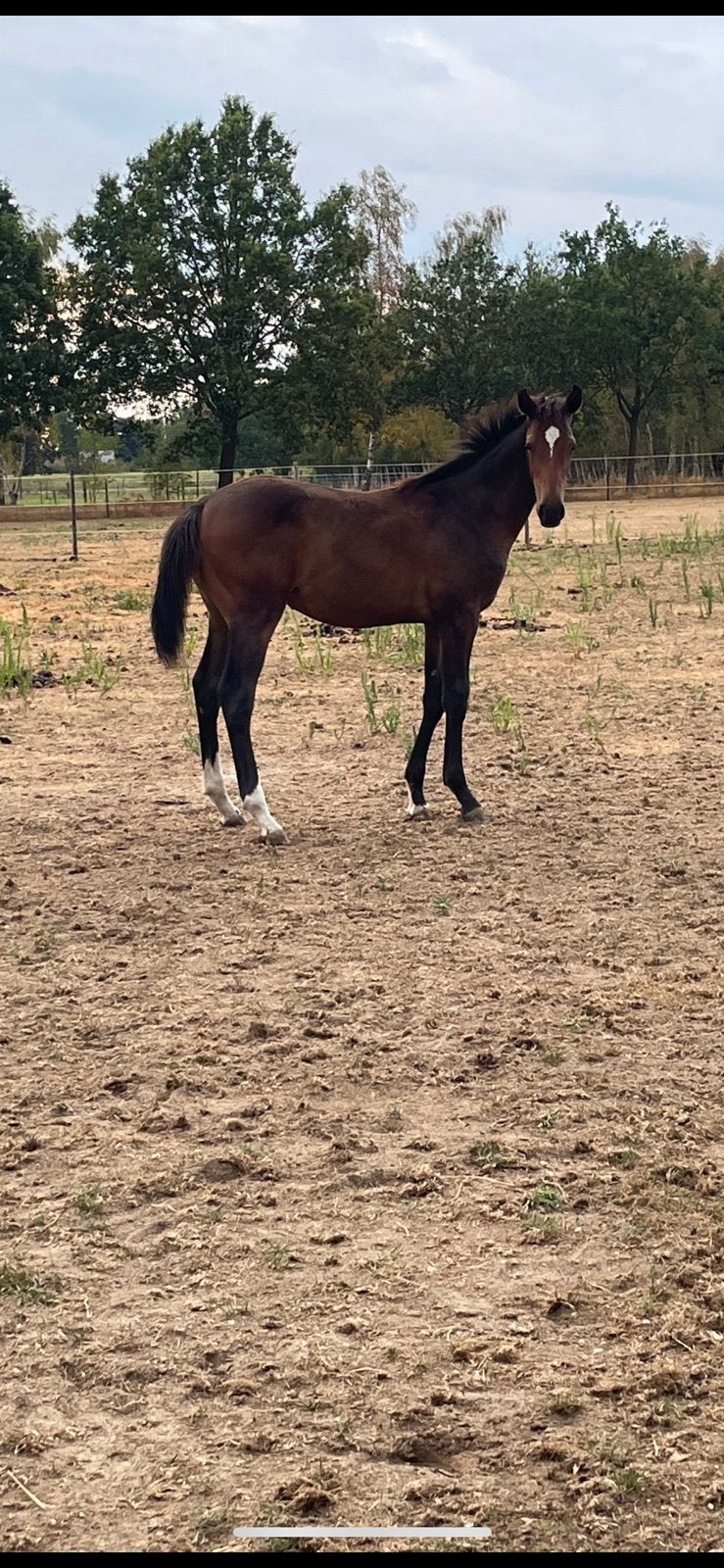Talent vol merrie veulen, Étalon, Cheval de saut
