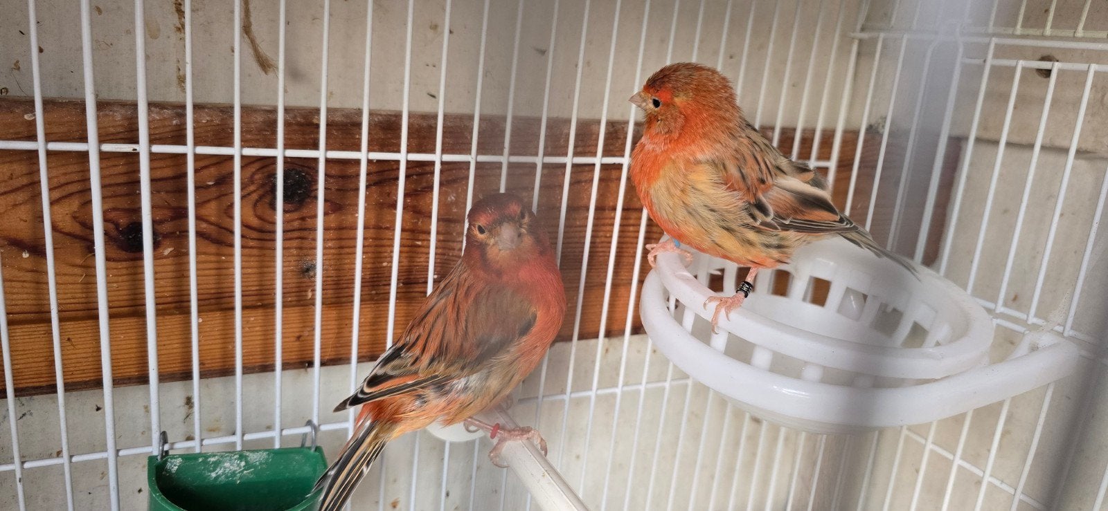 Koppel kanarie  met kooi, Dieren en Toebehoren