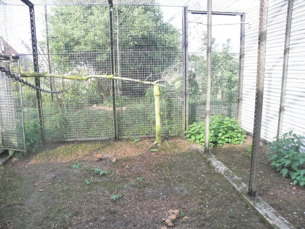 Récupère ara ou grand cacatoès
