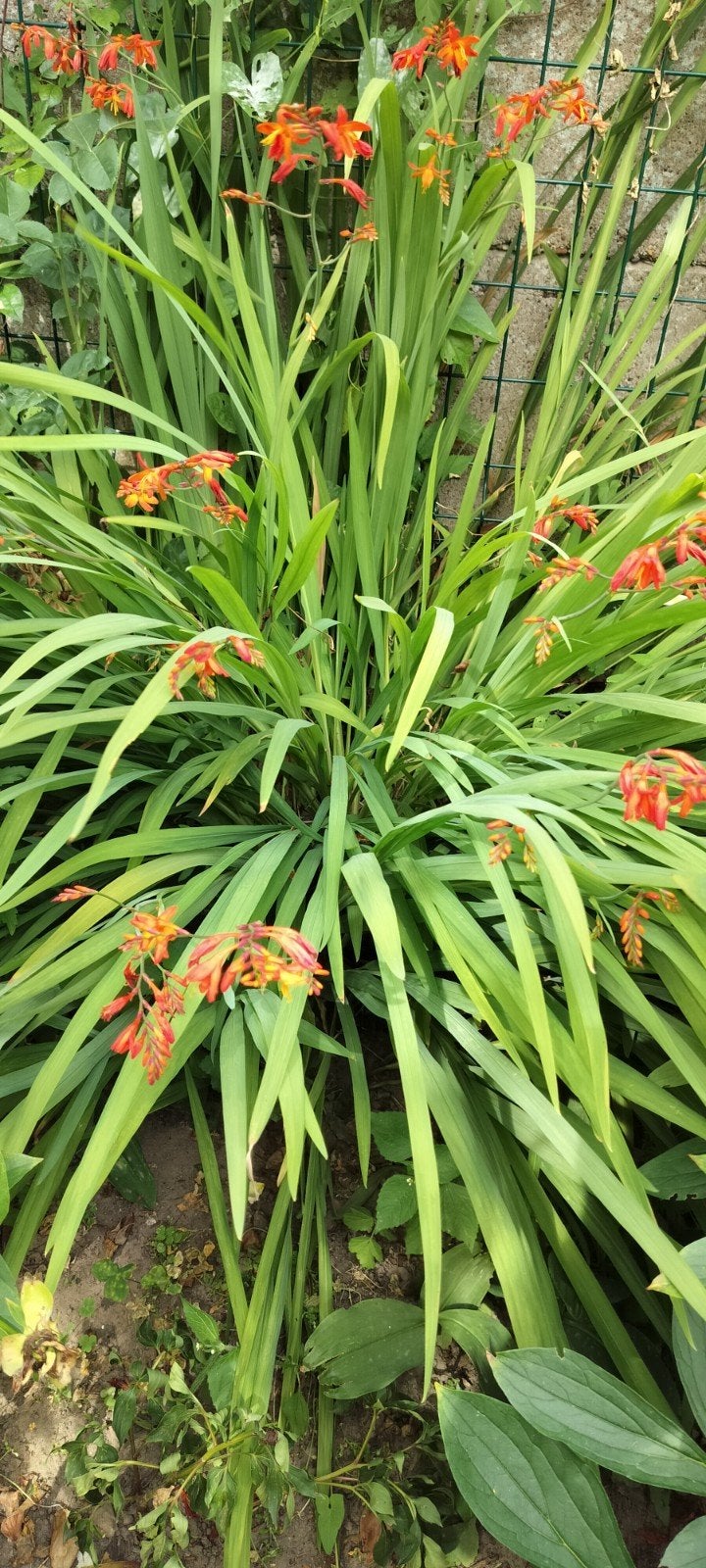 Montbrita orange winterharde tuinplant, Ophalen
