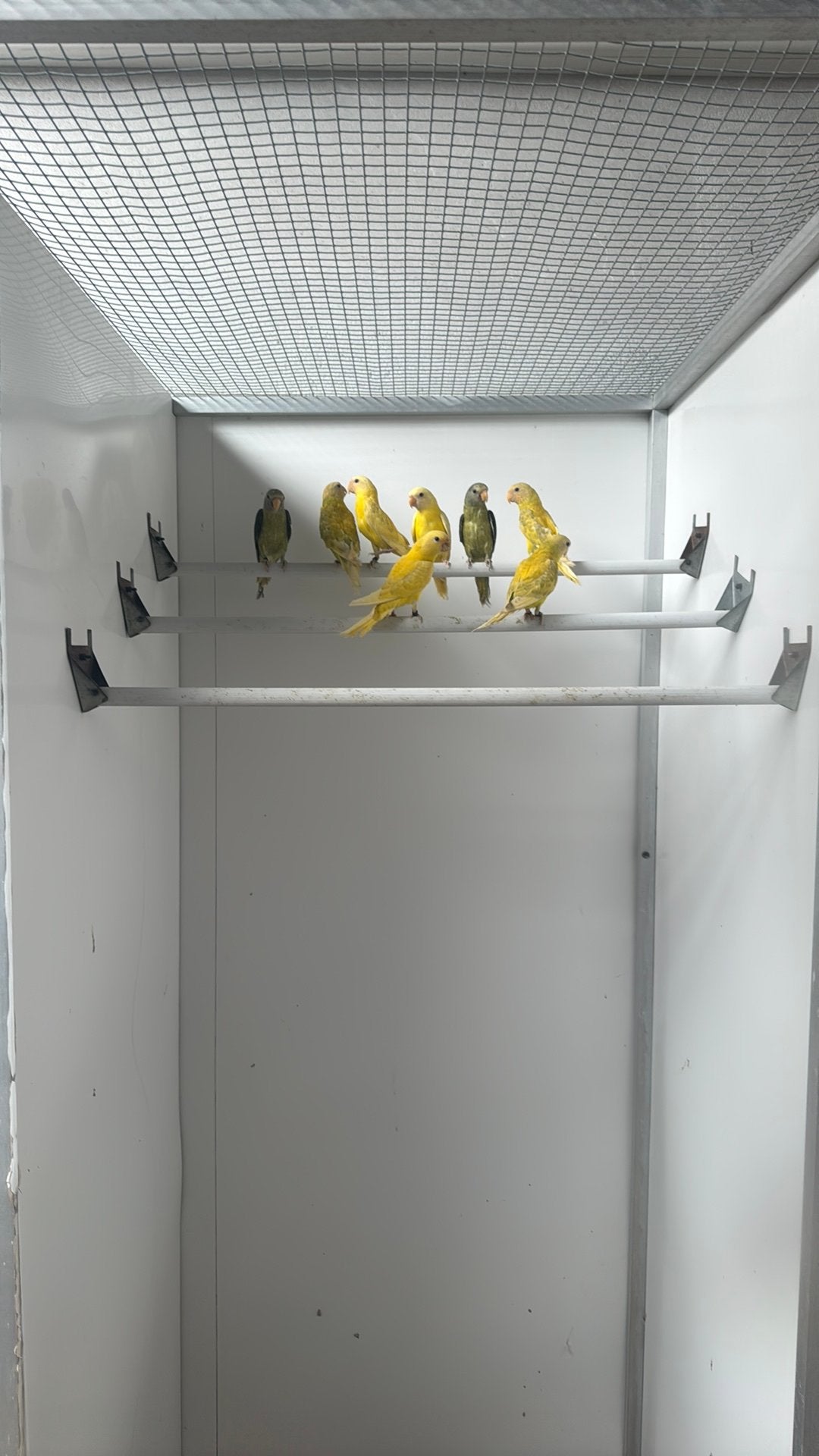 Mutation de la tête de prune 2026, Animaux & Accessoires, Oiseaux | Perruches & Perroquets