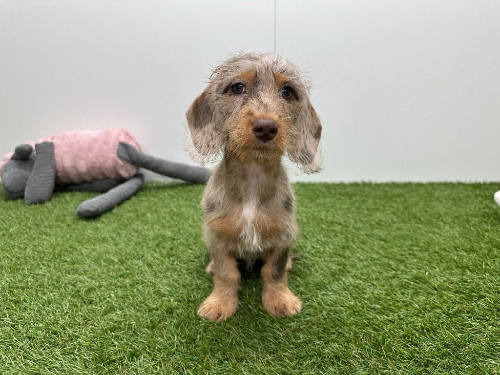 Nid de teckels Shaggy, 15 semaines à 1 an, Maladie de Carré (chiens), Éleveur | Professionnel, Poils durs