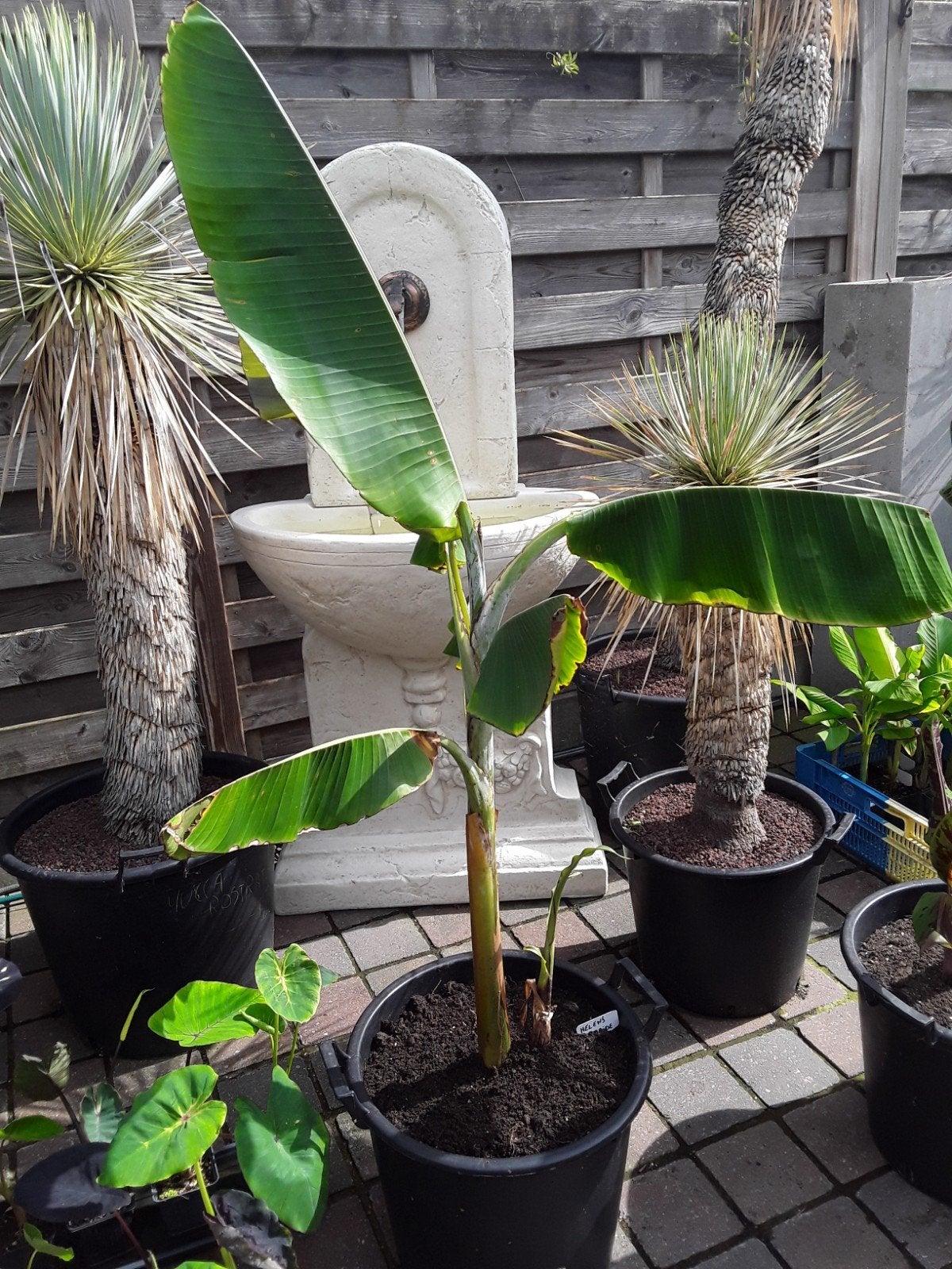 musa helens hybride, Enlèvement