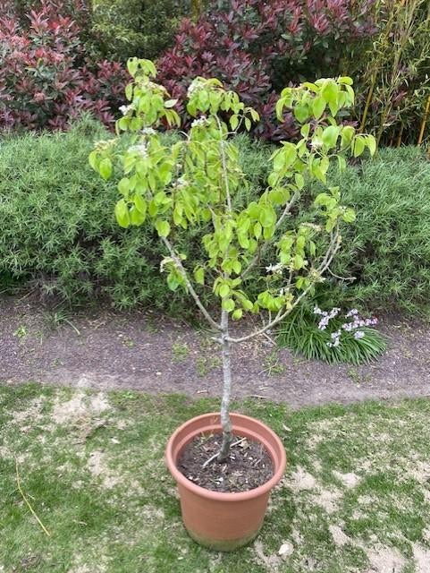 perenboom in kuip, Tuin en Terras, Ophalen, Lente, Halfschaduw, 100 tot 250 cm