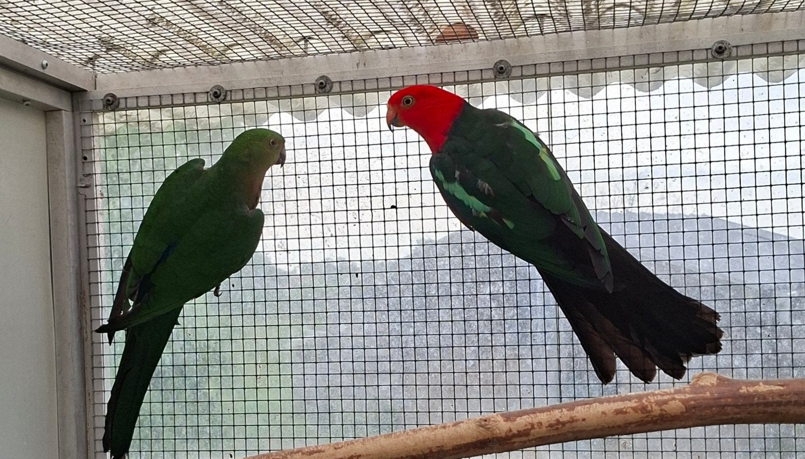 Koppel koningsparkieten, Bagué