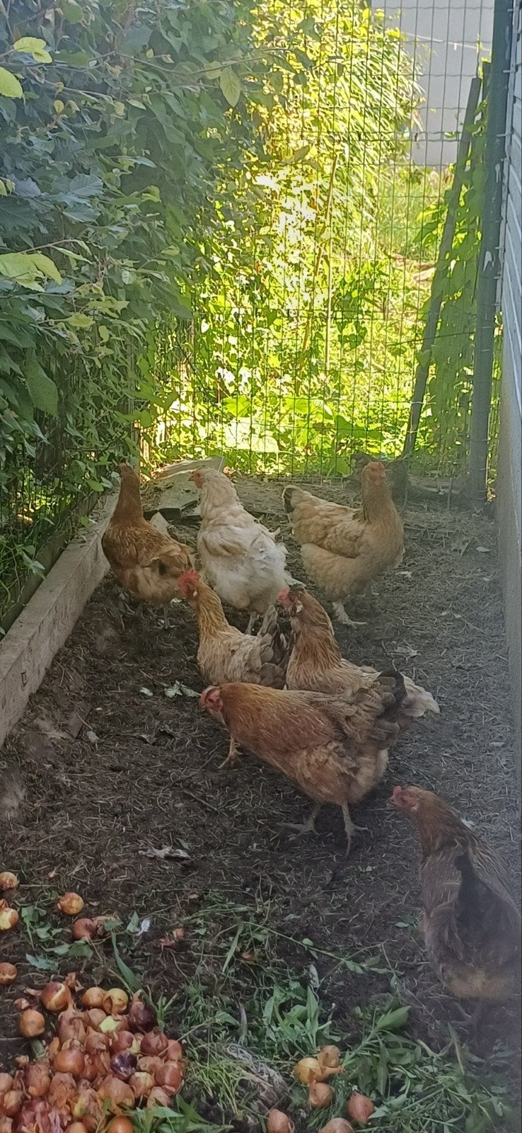 8 poules pondeuses à vendre