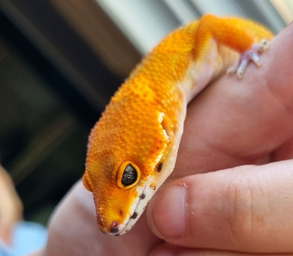 1.0 purple head x mandarin tremper luipaardgekko, Animaux & Accessoires, Reptiles & Amphibiens