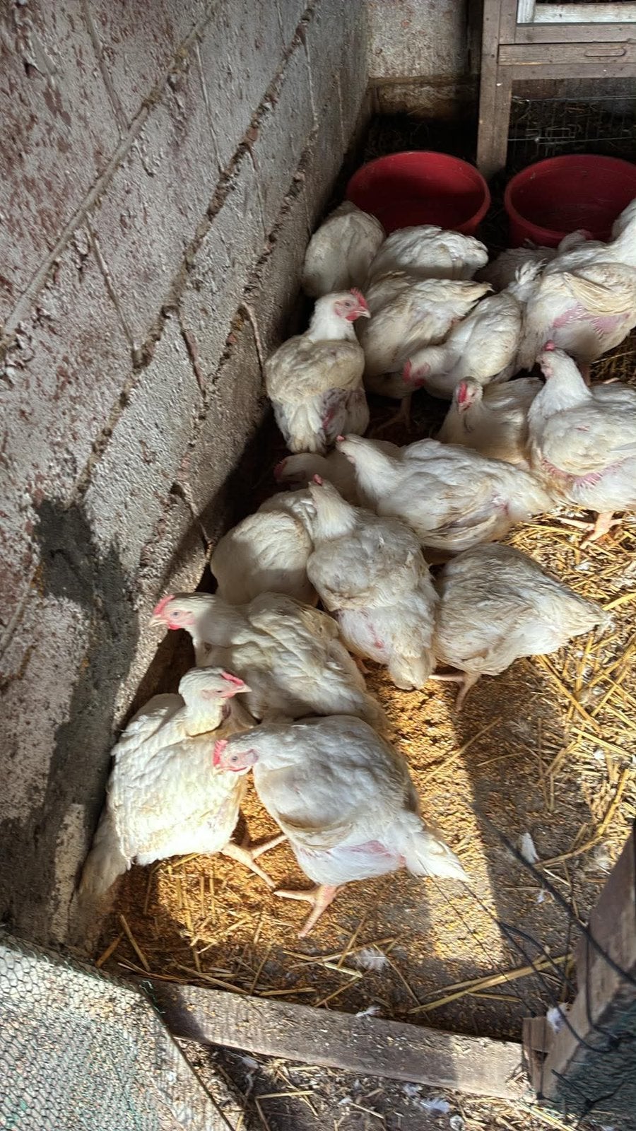 vleeskippen ross 308, Dieren en Toebehoren