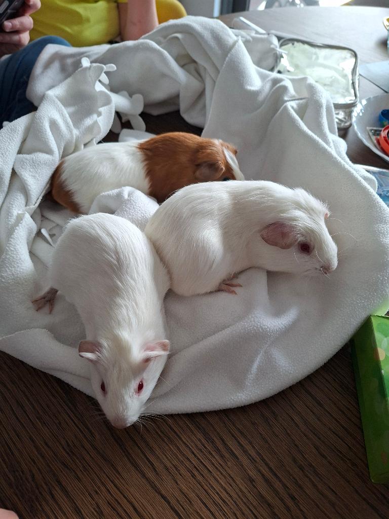 cavia, Geslacht onbekend, Tam, Maart, Cavia