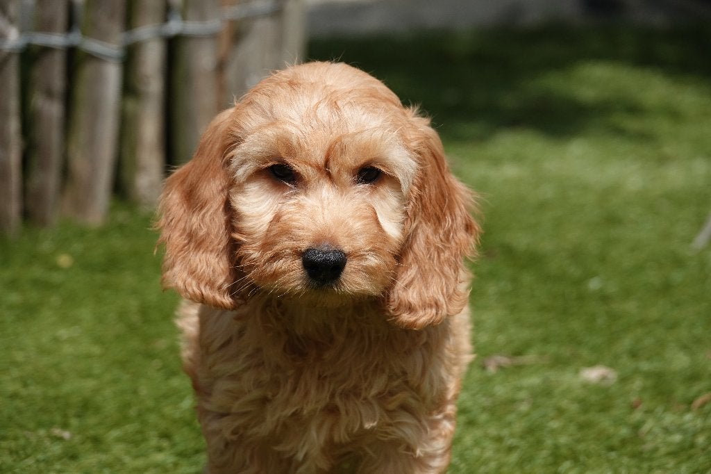 Magnifiques chiots Cockapoo Abricot et Sable, Autres races, Plusieurs, Hépatite contagieuse (maladie de Rubarth), Belgique