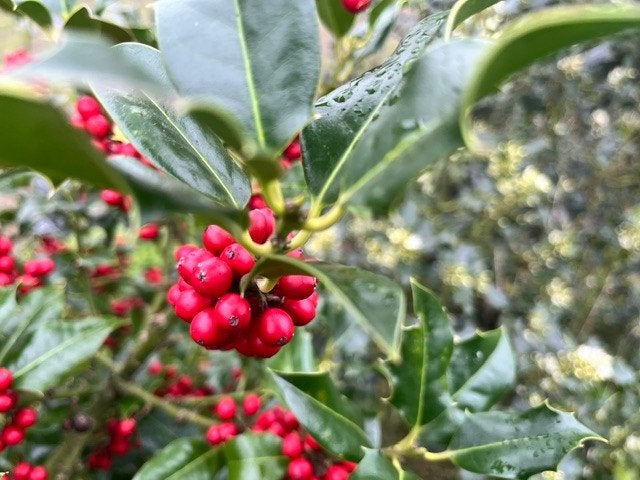 Hulst - Ilex aquifollium - Ilex crenata, Tuin en Terras, Ophalen, Hulst, Struik