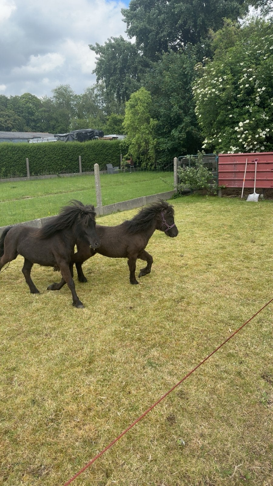 2 mini-friesjes, Dieren en Toebehoren