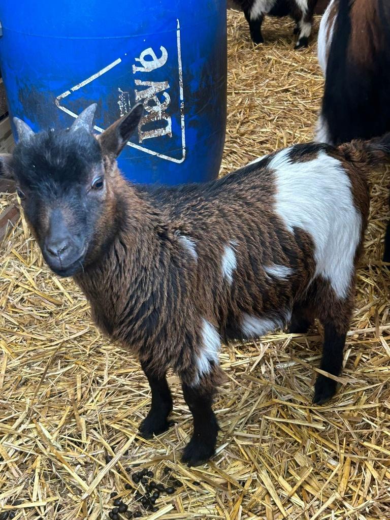 Dwerggeitjes te koop: 2 stuks - bokjes - niet gecastreerd, Dieren en Toebehoren, Geit