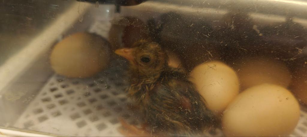 Poussins, faisans dorés, Animaux & Accessoires