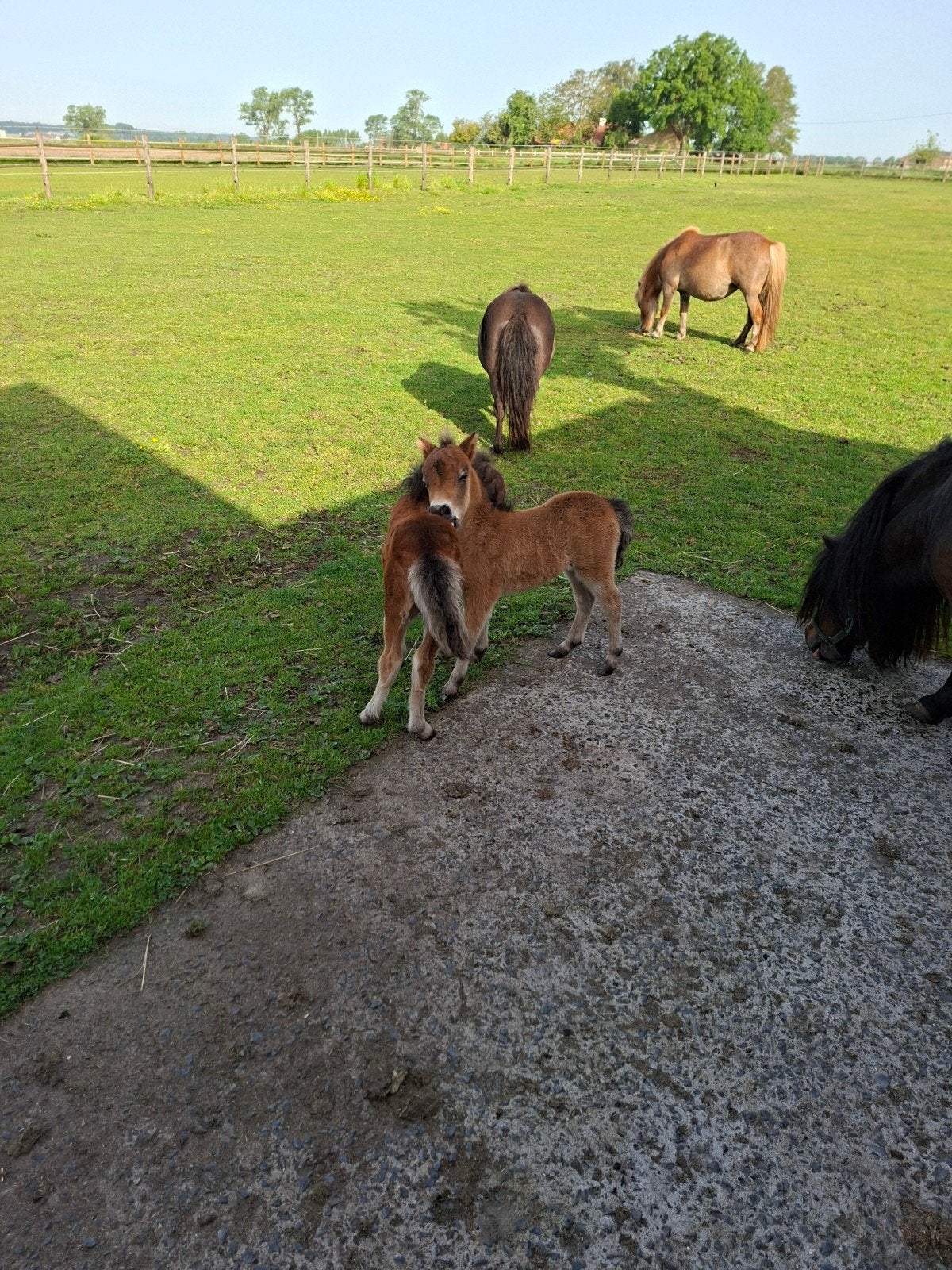 Mini paardjes, Dieren en Toebehoren