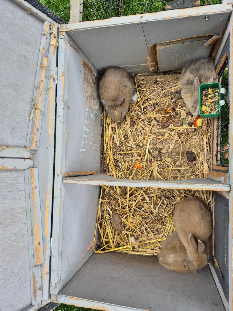 Jonge konijntjes, Dieren en Toebehoren, Konijnen, 0 tot 2 jaar