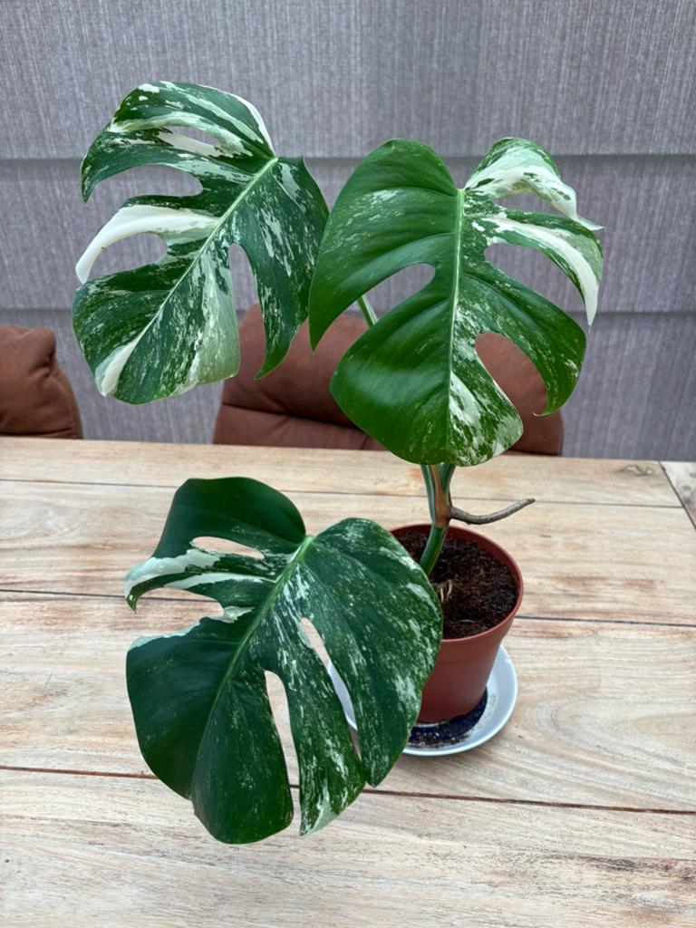 Monstera variegata, Maison & Meubles, Plantes d'intérieur, Enlèvement
