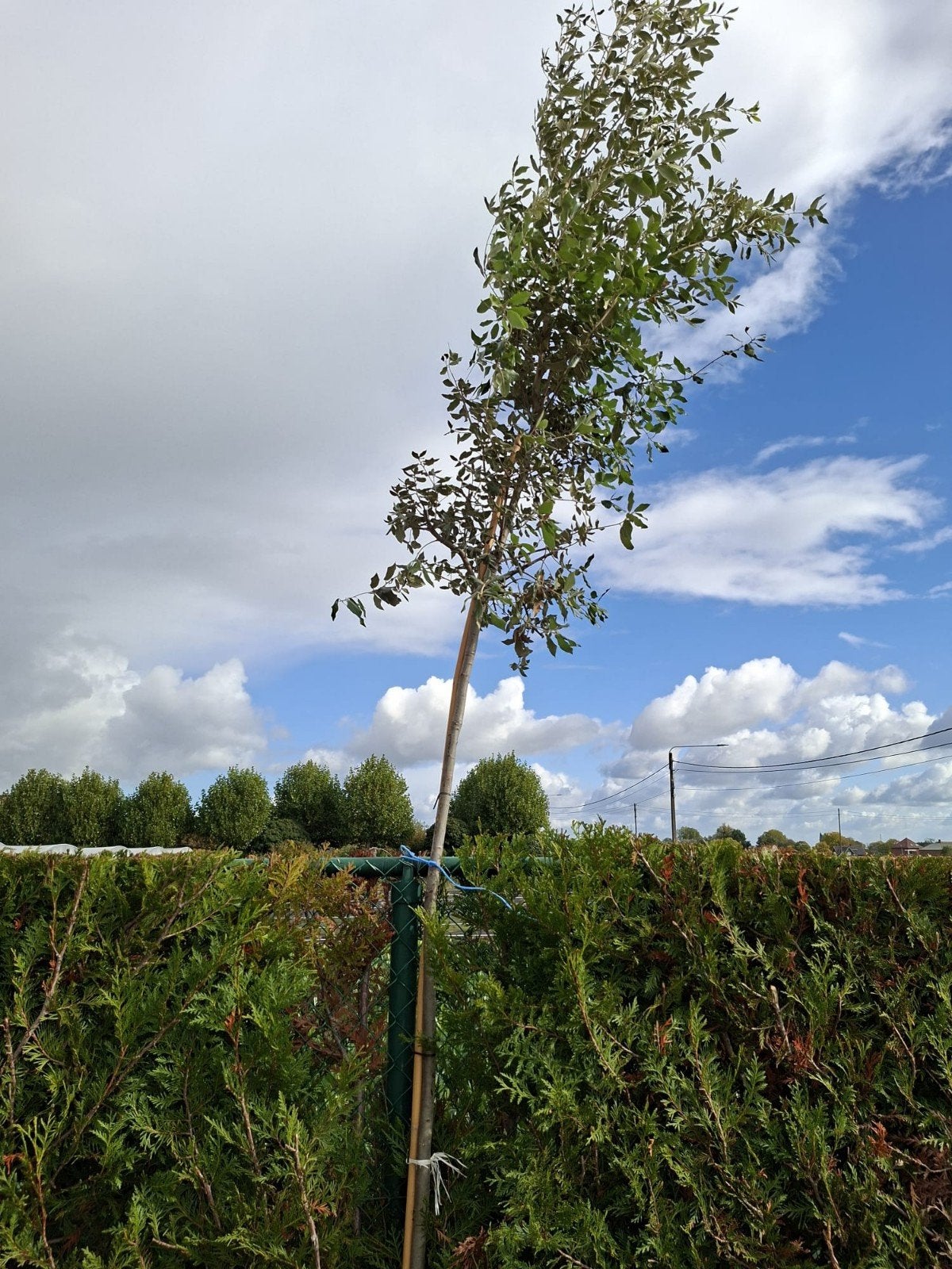 ‼️Quercus Ilex hoogstam aan promoprijzen ‼️, Tuin en Terras, Ophalen