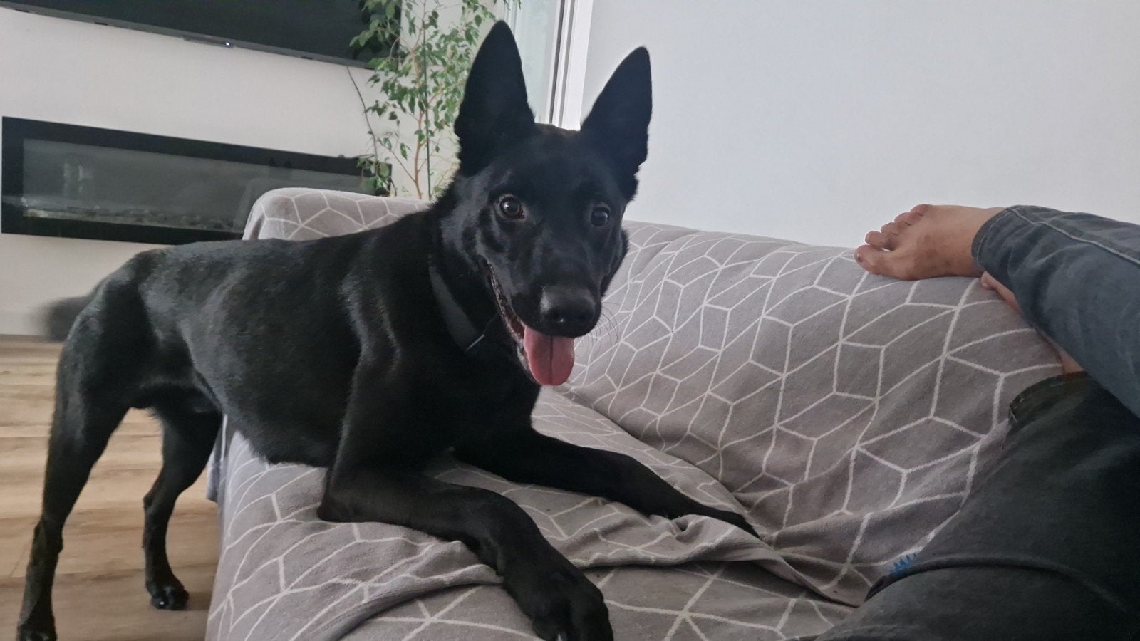 gratis mechelse herder van 1.5 jaar oud, Dieren en Toebehoren, België, Particulier, 1 tot 2 jaar, Eén hond