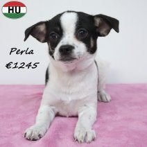 Chihuahua Perla, une petite étoile pleine de vie, 15 semaines à 1 an, Hépatite contagieuse (maladie de Rubarth), Chienne, Un chien