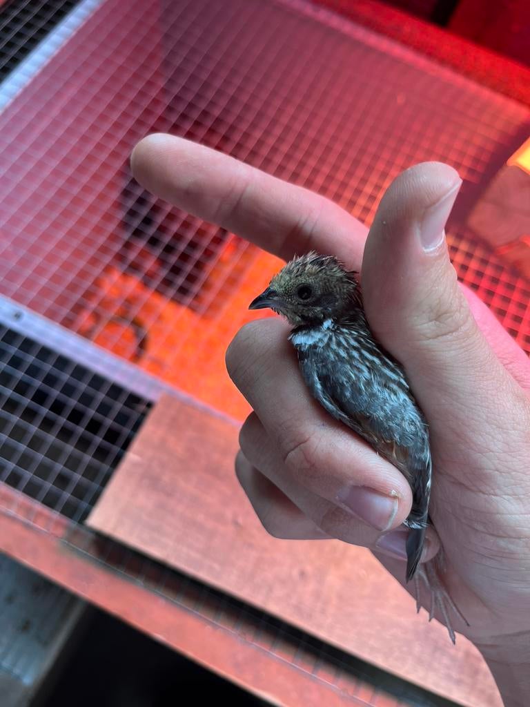 Jonge Chinese dwergkwartel hanen, Dieren en Toebehoren