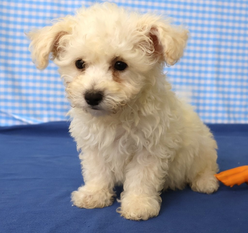 Des chiots Bichon Frisé super sympas !, 15 semaines à 1 an, Chien (mâle), Autres races, Éleveur | Professionnel