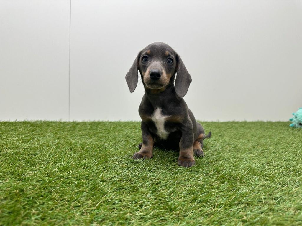 Dwergteckel pups - gladharig, België, 8 tot 15 weken, Korthaar, Teef