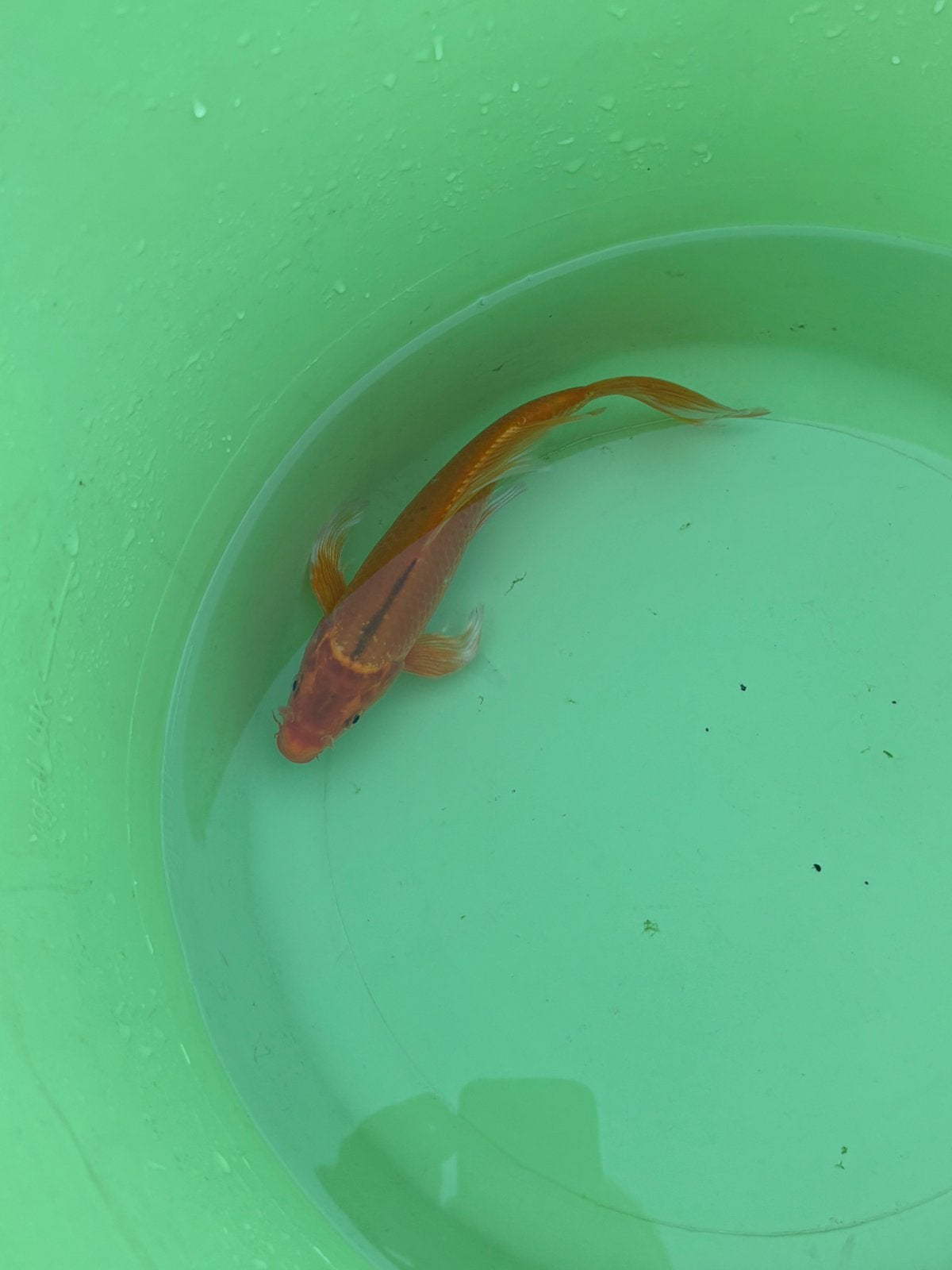 Butterfly koi 20 cm Orenji Ogon Butterfly, Carpe ou Koï