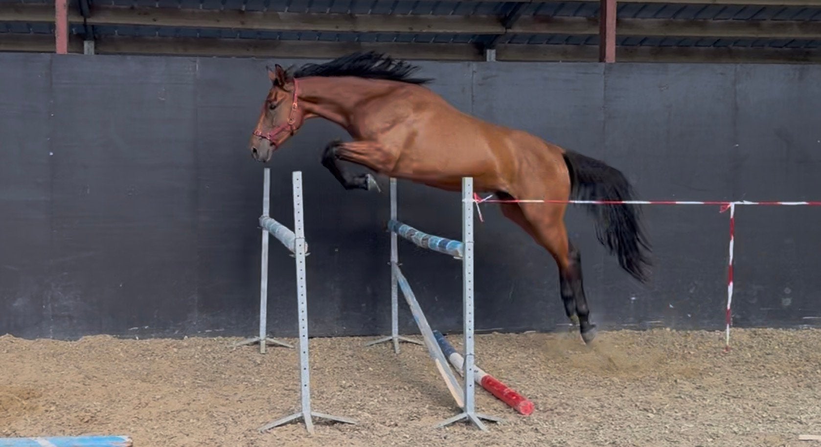 3 jarig springpaard, Dieren en Toebehoren, Springpaard, Met stamboom, Ruin, 3 tot 6 jaar