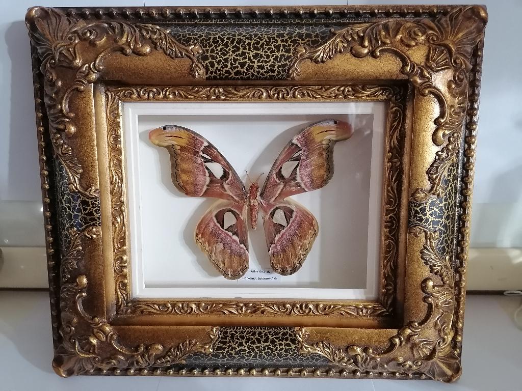 Taxidermy, Verzamelen, Verzenden, Nieuw, Insect, Opgezet dier