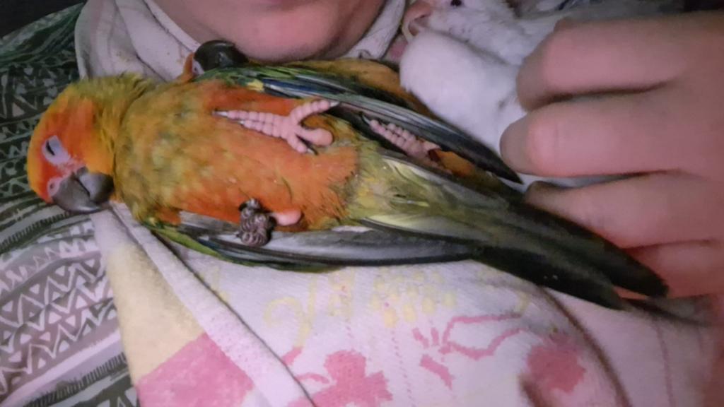 Conure soleil  male et femelle super apprivoisés, Dieren en Toebehoren, Vogels | Parkieten en Papegaaien, Vrouwelijk