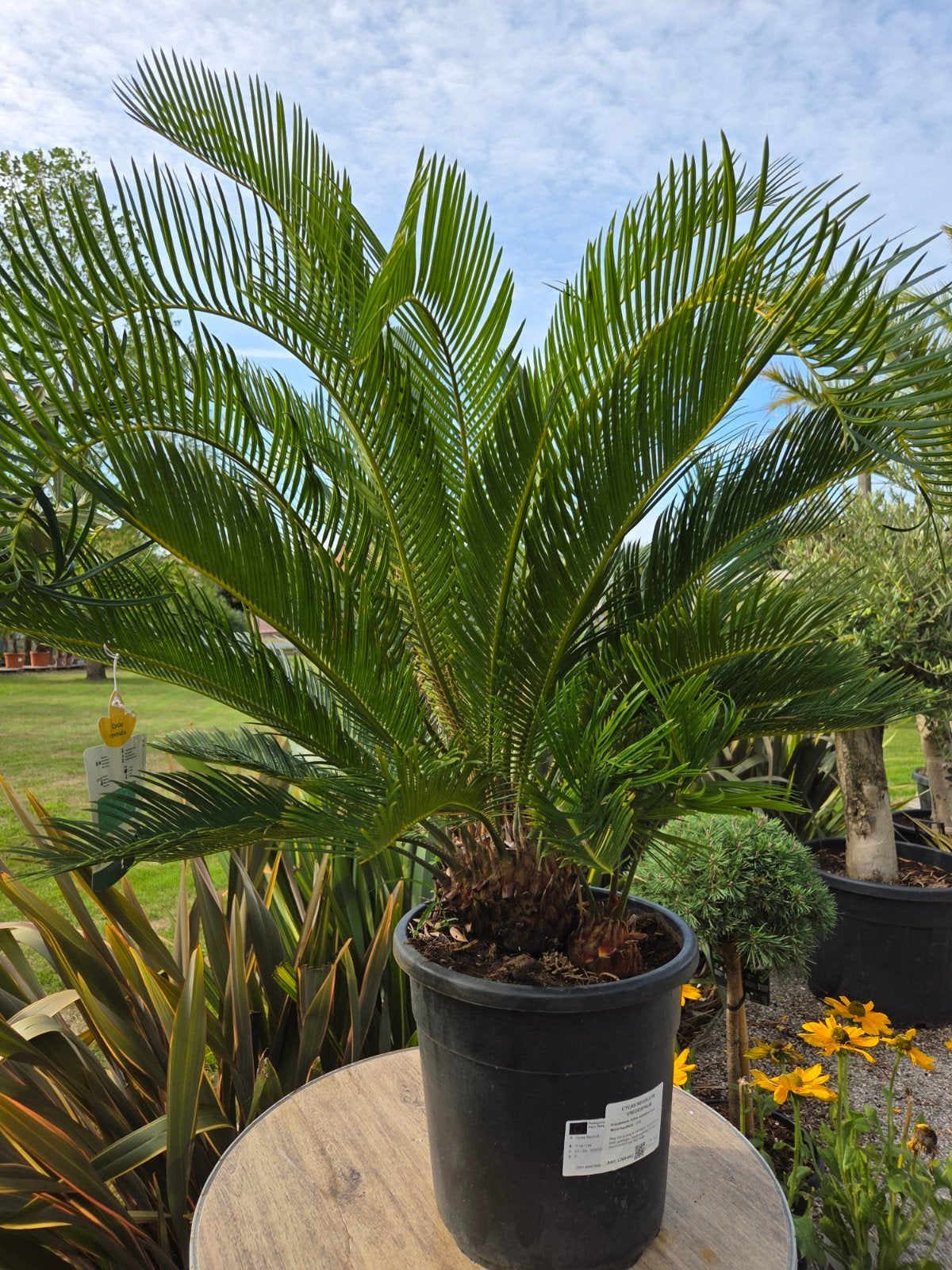 Cycas Revoluta 2 stam, Jardin & Terrasse, Plantes | Jardin, Enlèvement