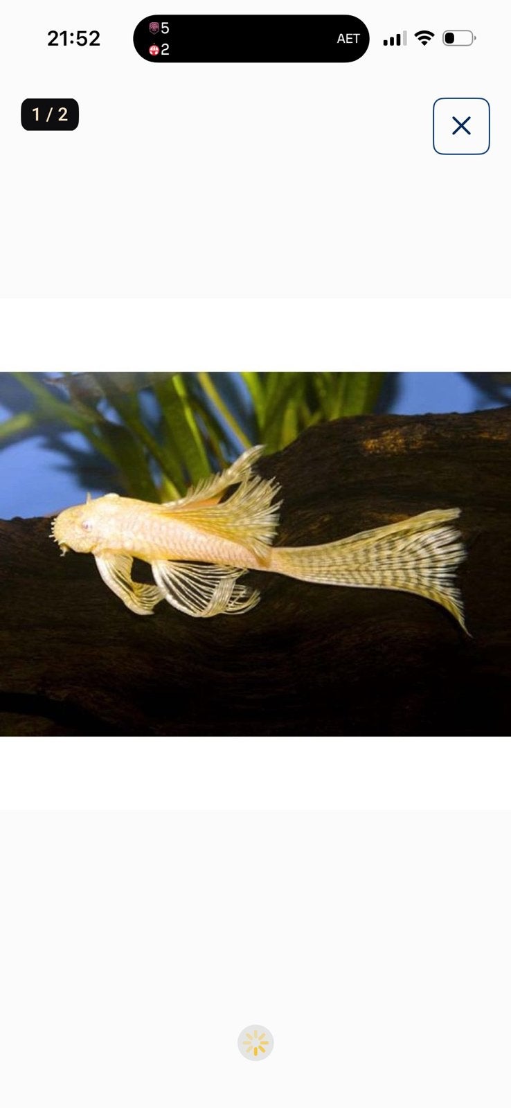 Prachtige Ancistrus Gold Longfin algeneters (3cm), Dieren en Toebehoren
