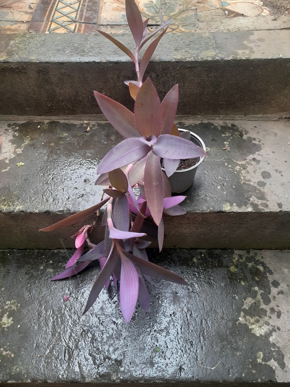 Plantes : tradescantia mauve, Enlèvement
