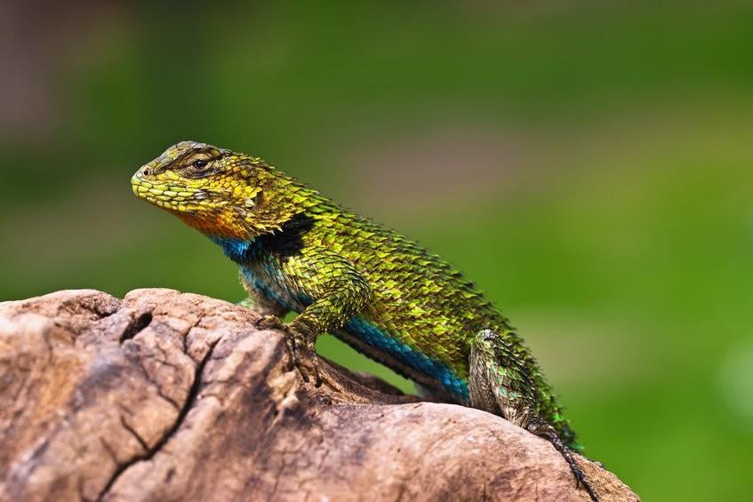 Koppel smaragd stekelleguanen, Animaux & Accessoires, Reptiles & Amphibiens, Amphibien