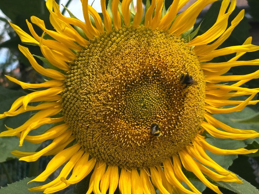 Zonnebloemen, Tuin en Terras, Volle zon, Eenjarig, Zomer, Ophalen